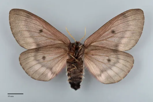 Coloradia pandora