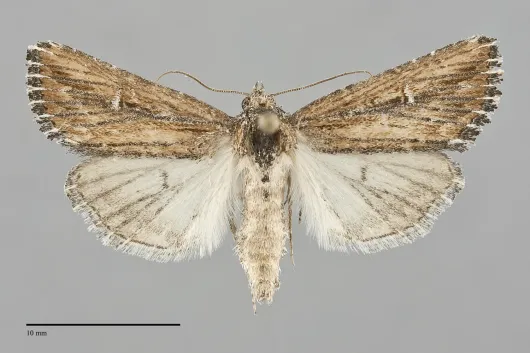 Condica discistriga