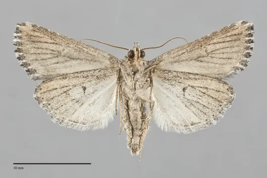Condica discistriga