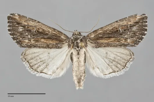 Condica discistriga