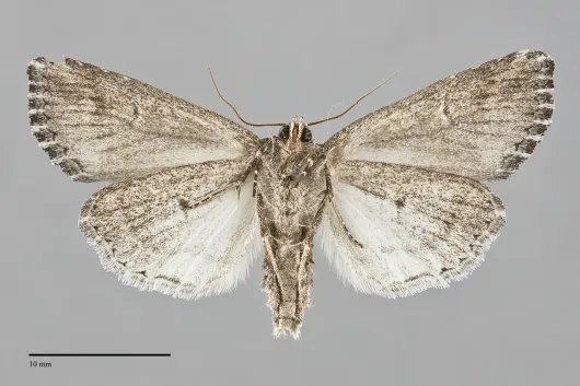 Condica discistriga
