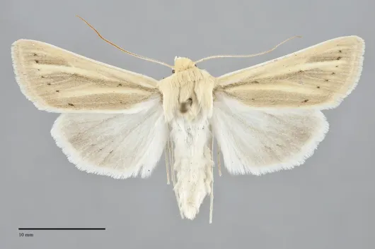 Copablepharon absidum
