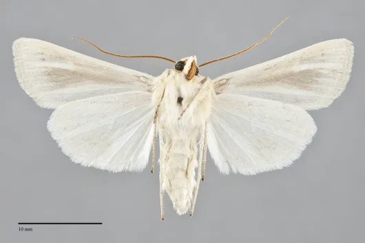 Copablepharon absidum