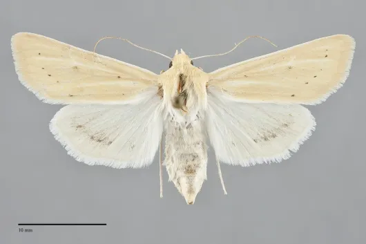Copablepharon absidum