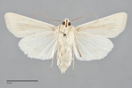 Copablepharon absidum