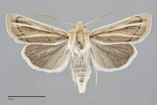 Copablepharon atrinotum