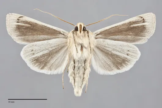 Copablepharon atrinotum
