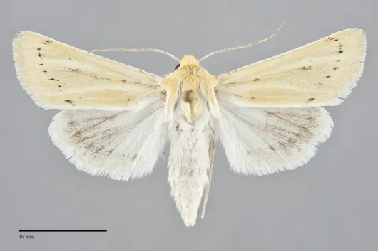 Copablepharon atrinotum