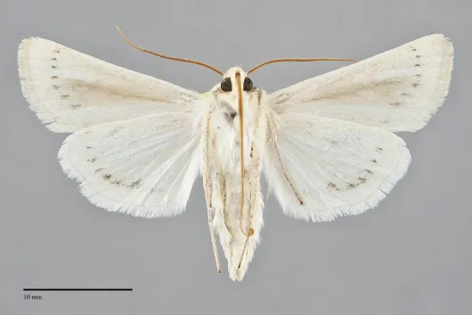 Copablepharon atrinotum