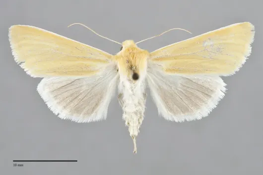 Copablepharon canariana