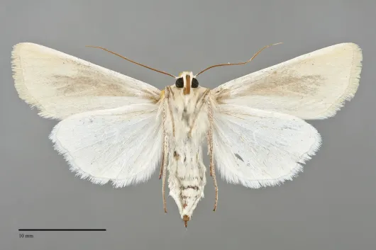 Copablepharon canariana