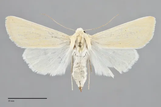 Copablepharon grandis
