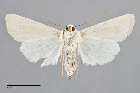 Copablepharon grandis