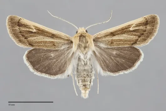 Copablepharon mutans