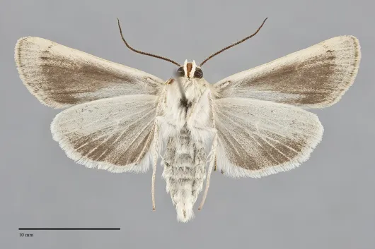 Copablepharon mutans