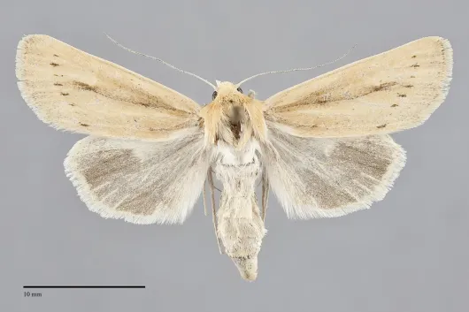 Copablepharon mutans