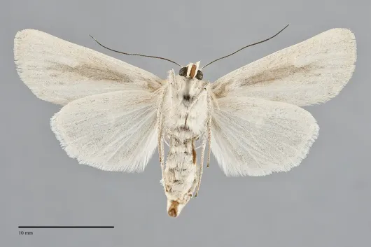Copablepharon mutans