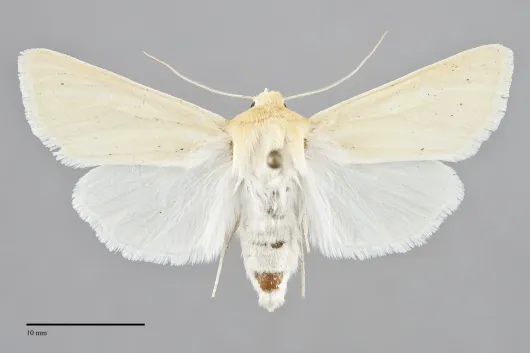 Copablepharon spiritum