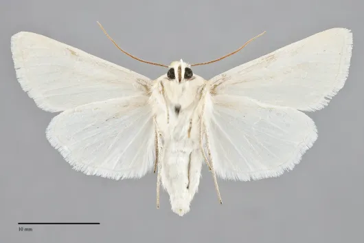 Copablepharon spiritum