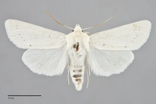 Copablepharon spiritum