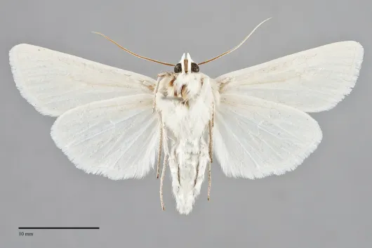 Copablepharon spiritum