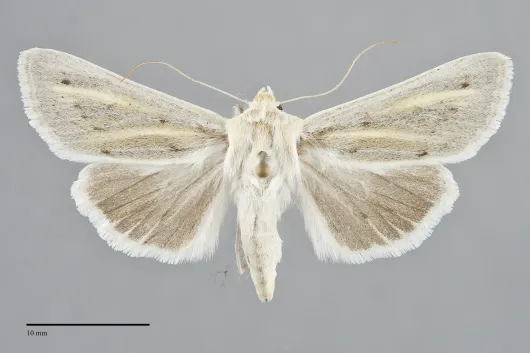 Copablepharon viridisparsa