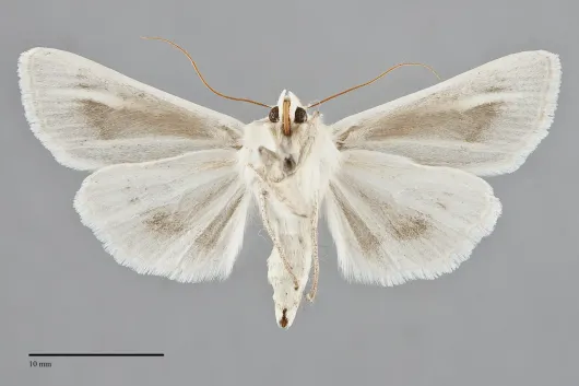 Copablepharon viridisparsa
