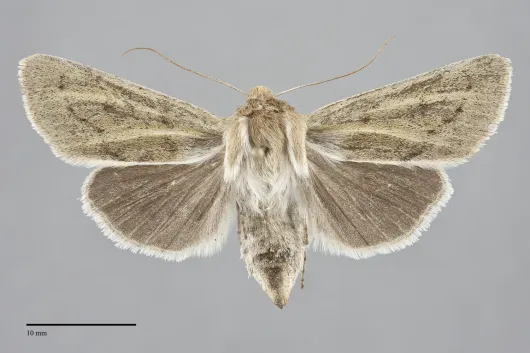 Copablepharon viridisparsa
