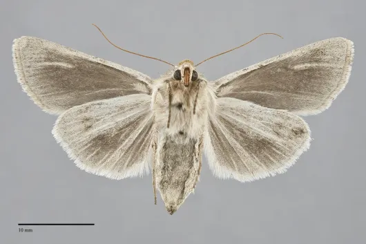 Copablepharon viridisparsa