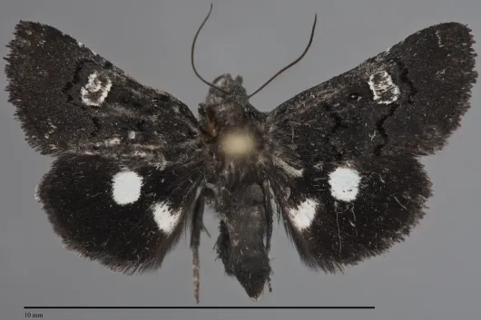 Copanarta sexpunctata