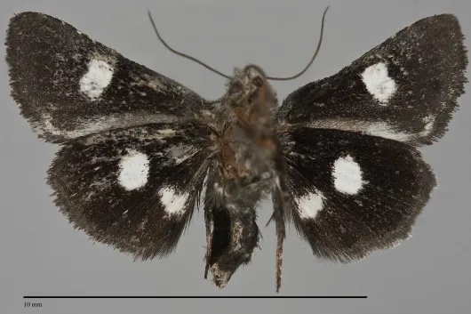 Copanarta sexpunctata
