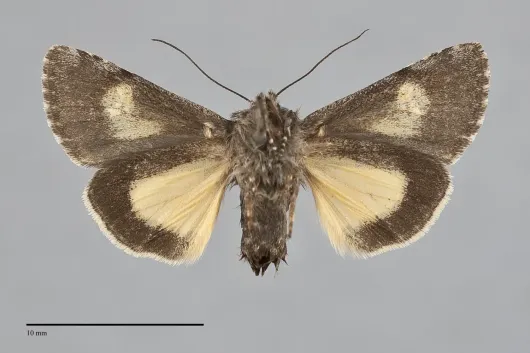 Coranarta luteola