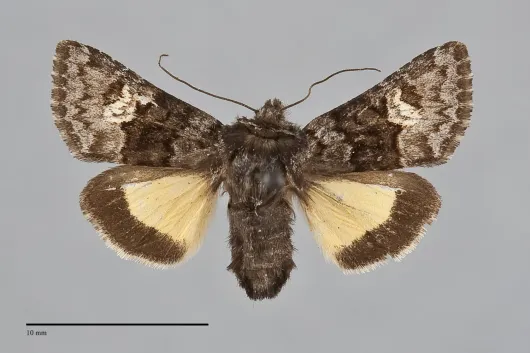 Coranarta macrostigma