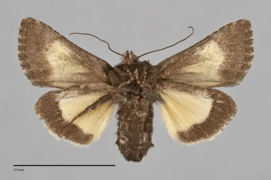 Coranarta macrostigma