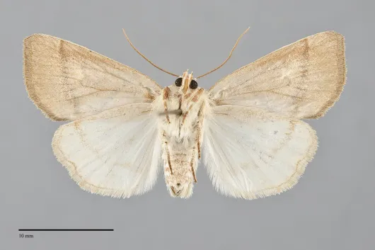 Cosmia calami