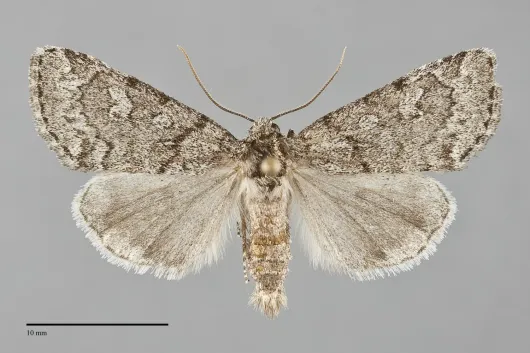 Cosmia elisae