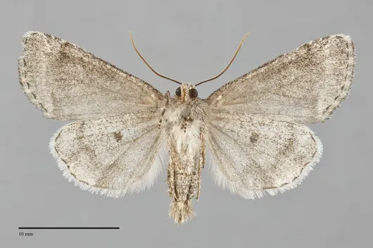 Cosmia elisae