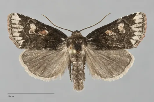 Cosmia praeacuta