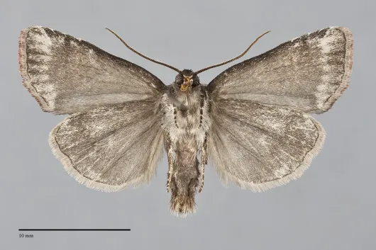 Cosmia praeacuta