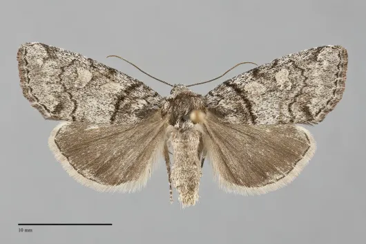 Cosmia praeacuta