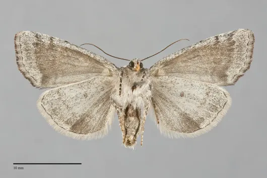 Cosmia praeacuta