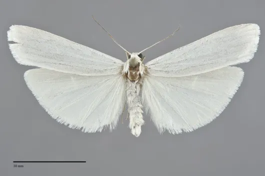 Crambidia casta