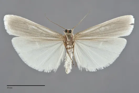 Crambidia casta