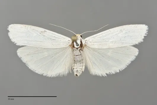 Crambidia cephalica