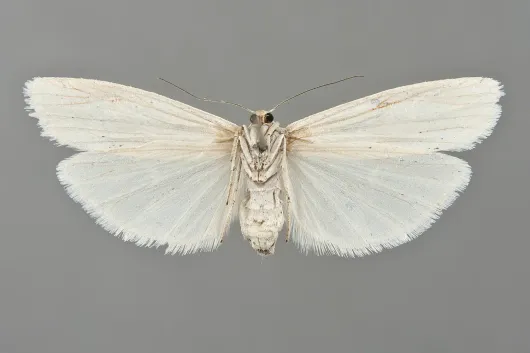 Crambidia cephalica