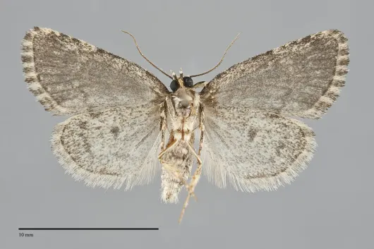Cryphia cuerva