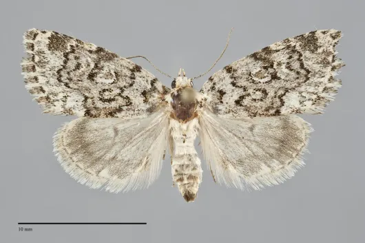 Cryphia cuerva