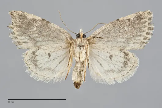Cryphia cuerva