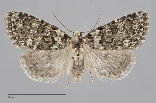 Cryphia cuerva