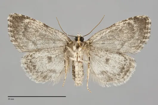Cryphia cuerva